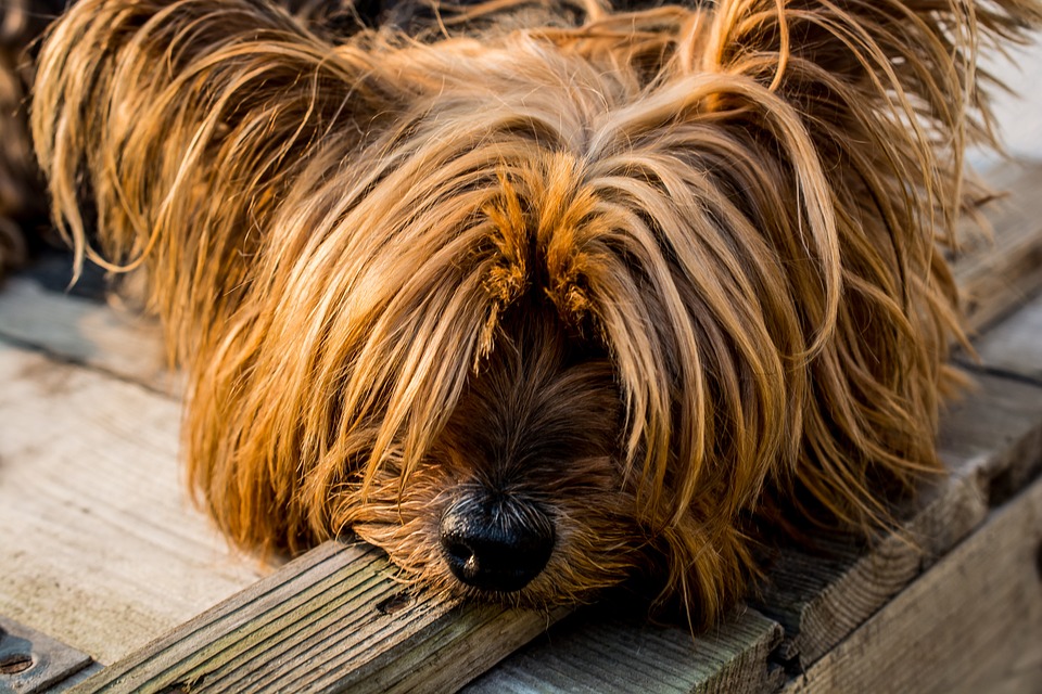 dog