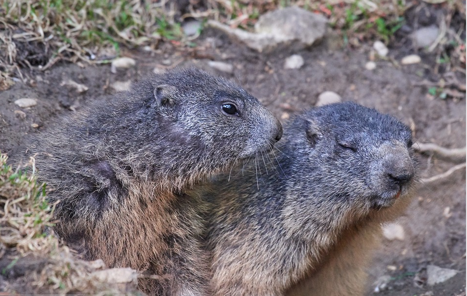 rodents